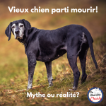 chien âgé perdu prévention